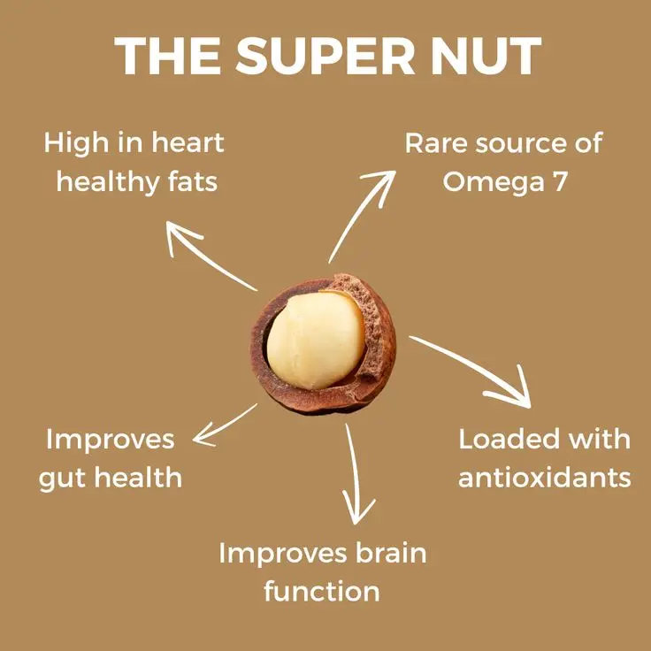 The Macadamia Super Nut.webp